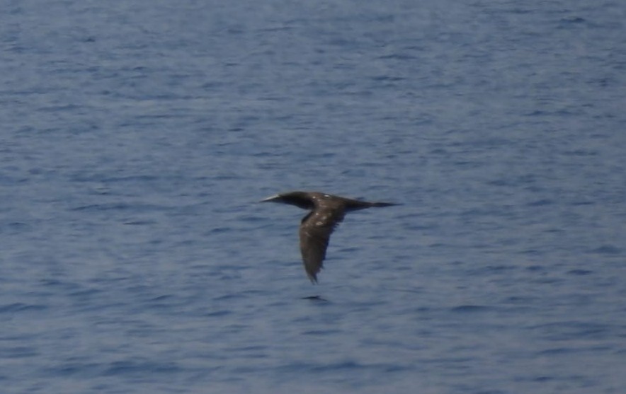 Brown Booby (Forster's) - ML596074731