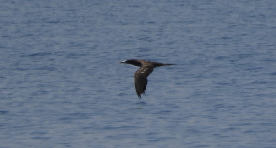 Brown Booby (Forster's) - ML596074741