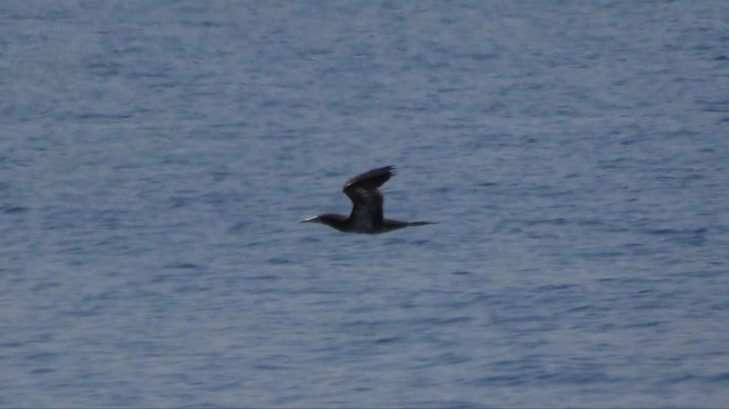Brown Booby (Forster's) - ML596074751