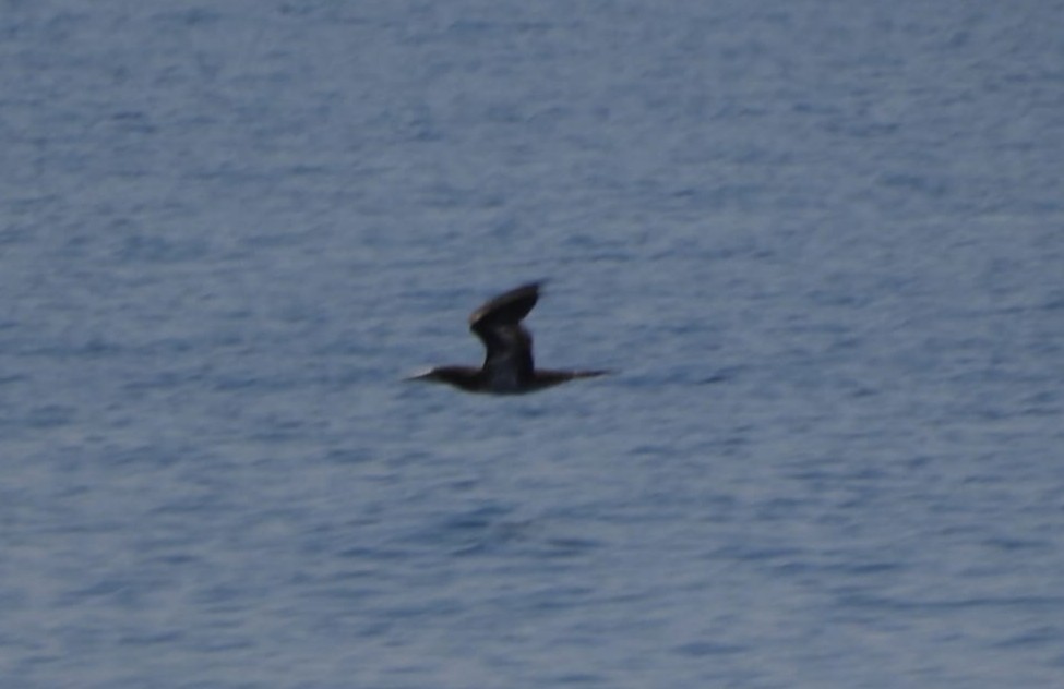 Brown Booby (Forster's) - ML596074761