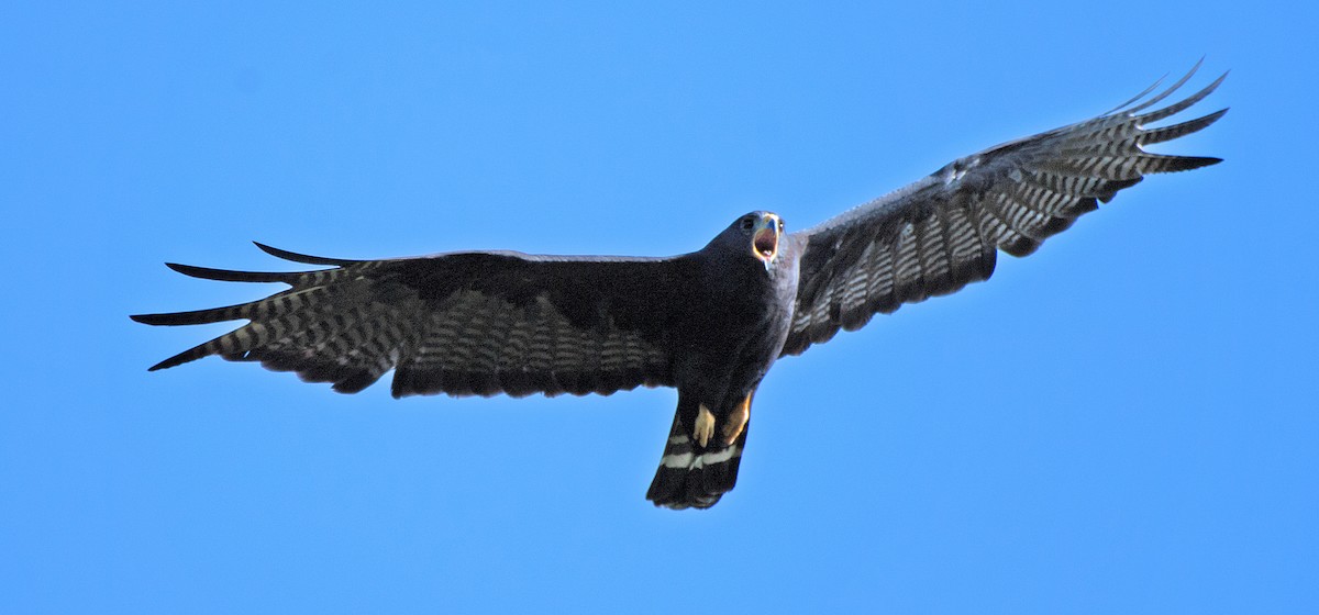 Zone-tailed Hawk - ML596074801
