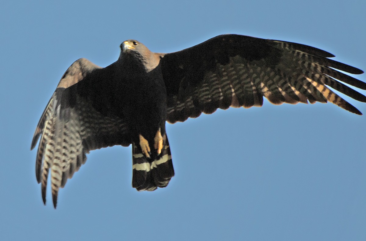 Zone-tailed Hawk - ML596074811