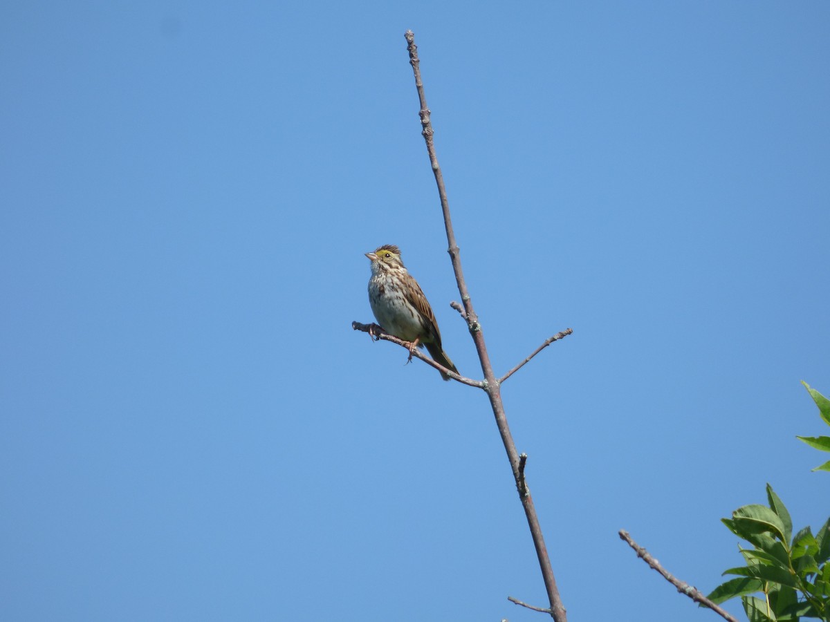 Savannah Sparrow - ML596076901