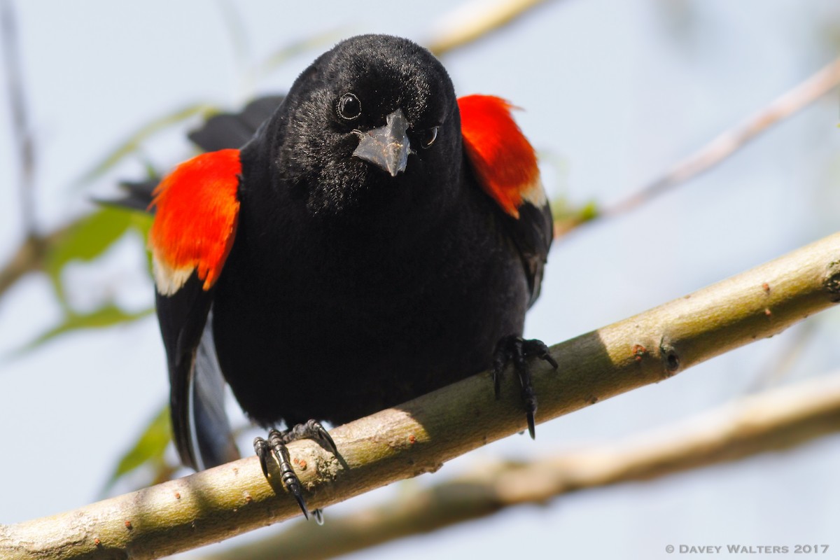 Red-winged Blackbird (Red-winged) - Davey Walters