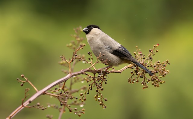 Bouvreuil des Açores Jouet réaliste en feutre Oiseau vivant uniquement aux  Açores. Oiseau à feutrer. Animal à feutrer réaliste. Le cadeau parfait pour  l'observation des oiseaux. -  France