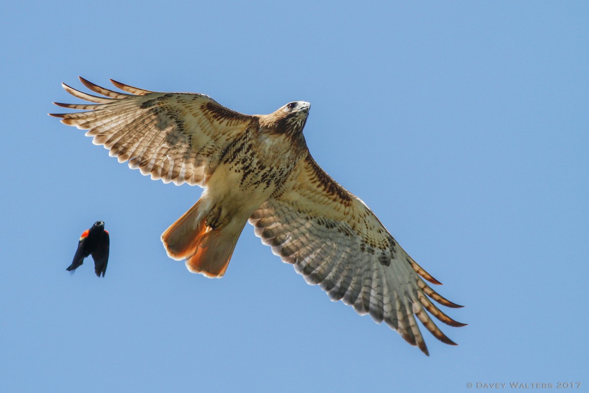 Red-tailed Hawk (borealis) - Davey Walters