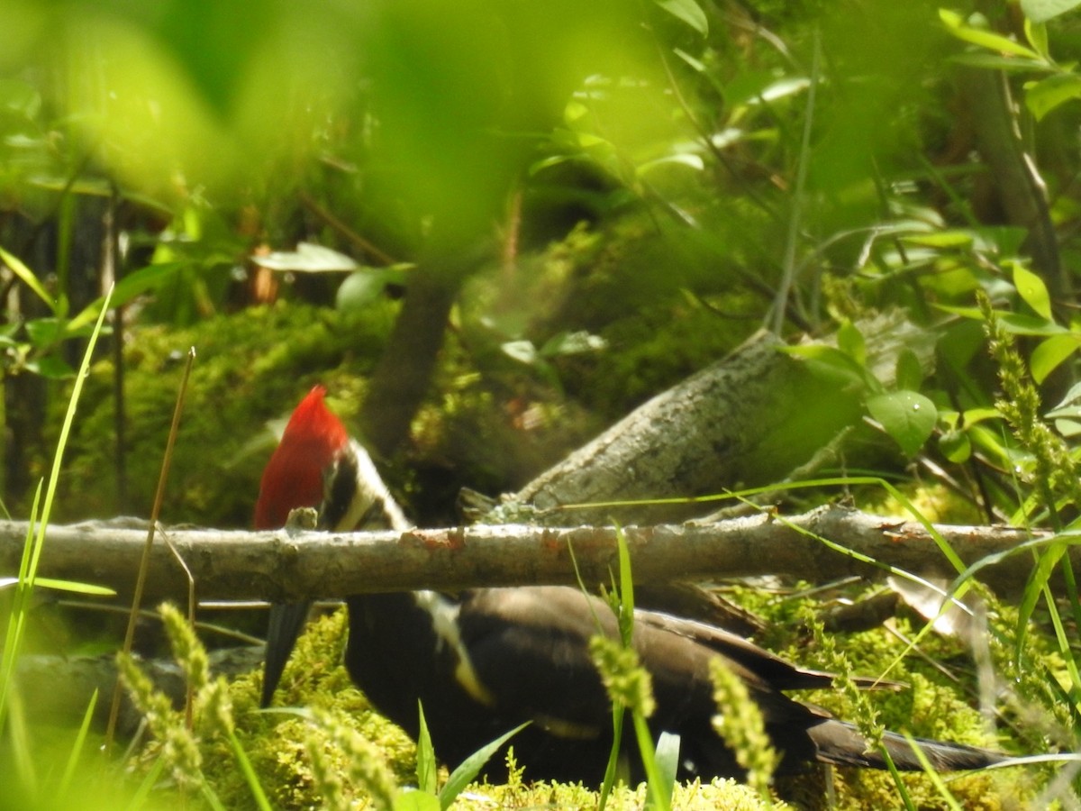 Pileated Woodpecker - ML59608131