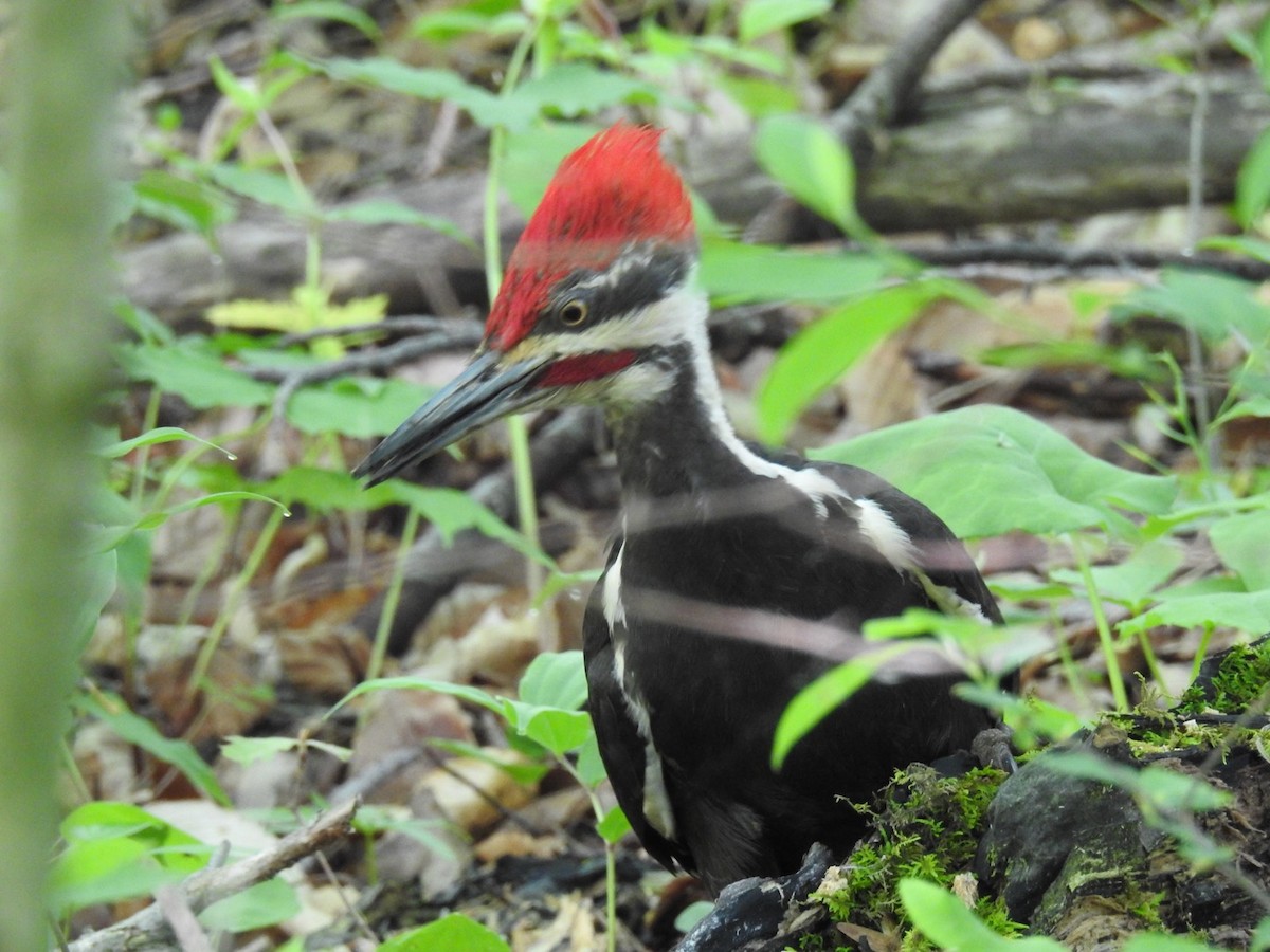 Pileated Woodpecker - ML59608191
