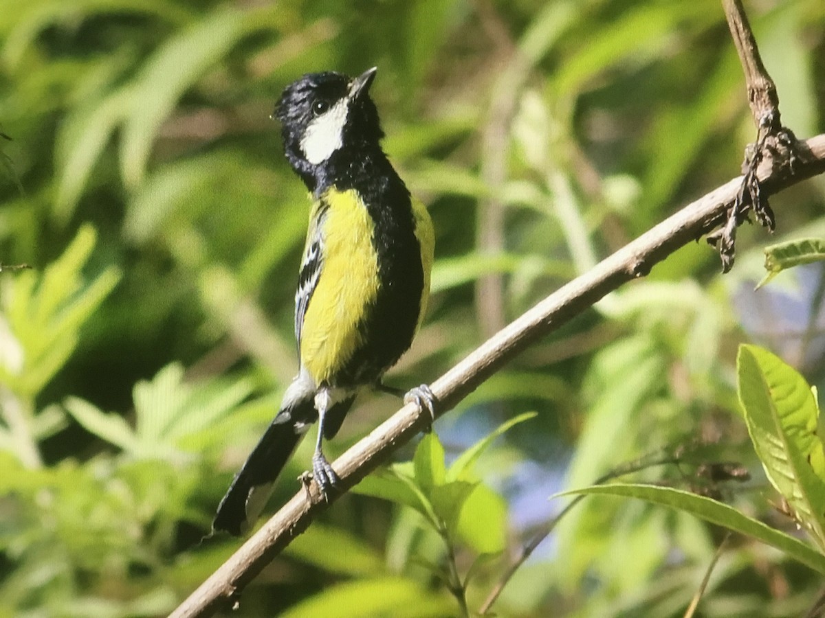 Green-backed Tit - ML596084531