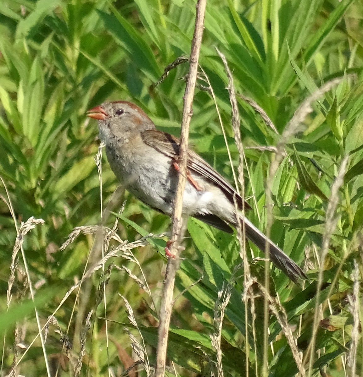 Field Sparrow - ML596084991