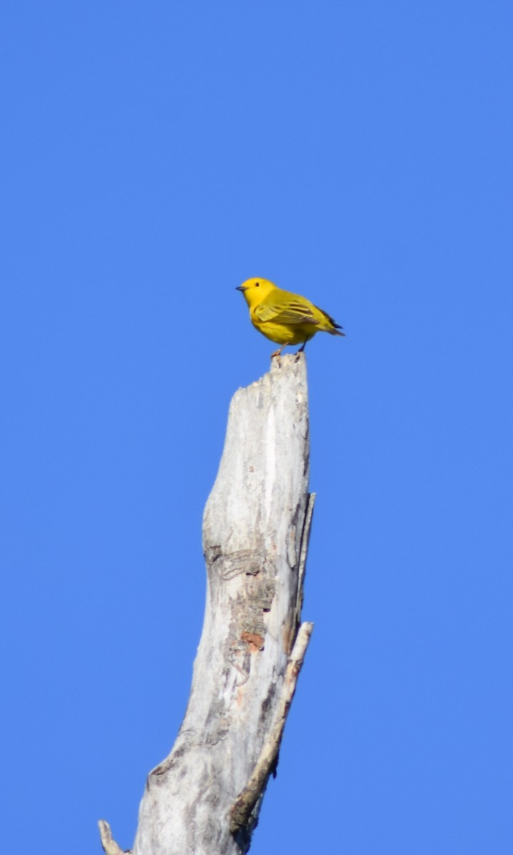 Yellow Warbler - ML59608501