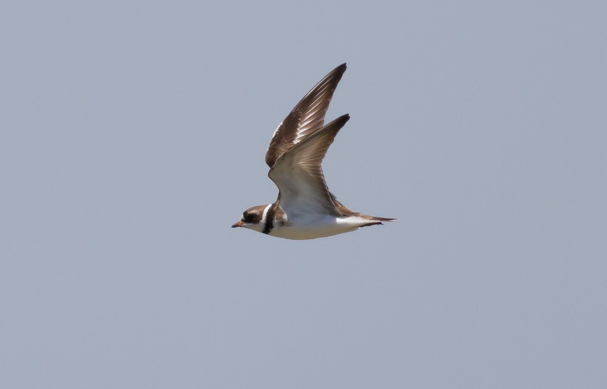 Semipalmated Plover - ML59608791