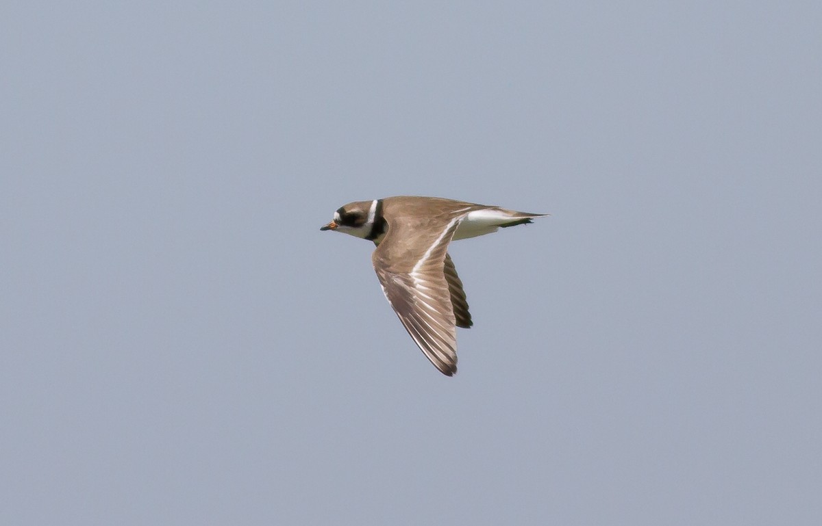 Semipalmated Plover - ML59608801