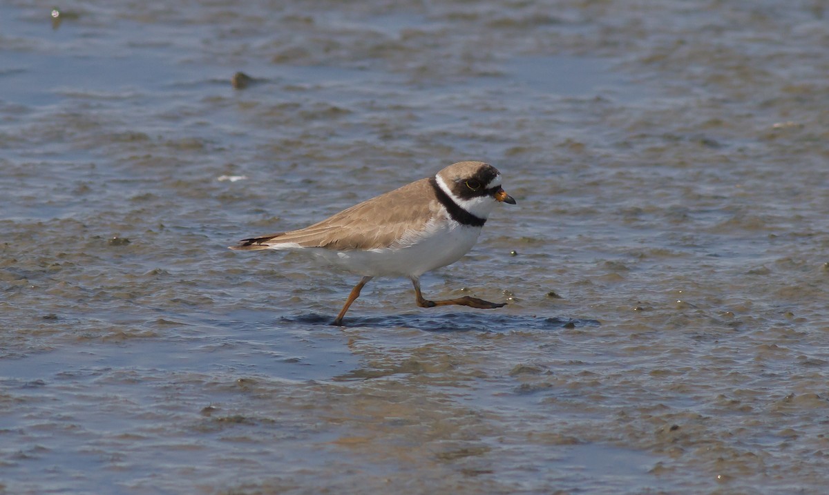 Semipalmated Plover - ML59608831