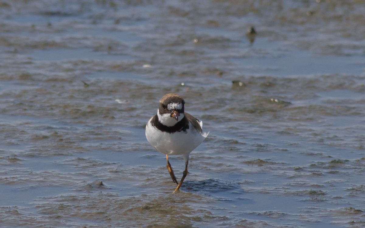 Semipalmated Plover - ML59608851