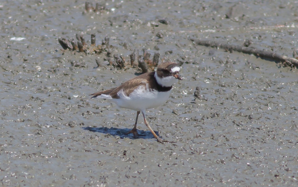 Semipalmated Plover - ML59608861