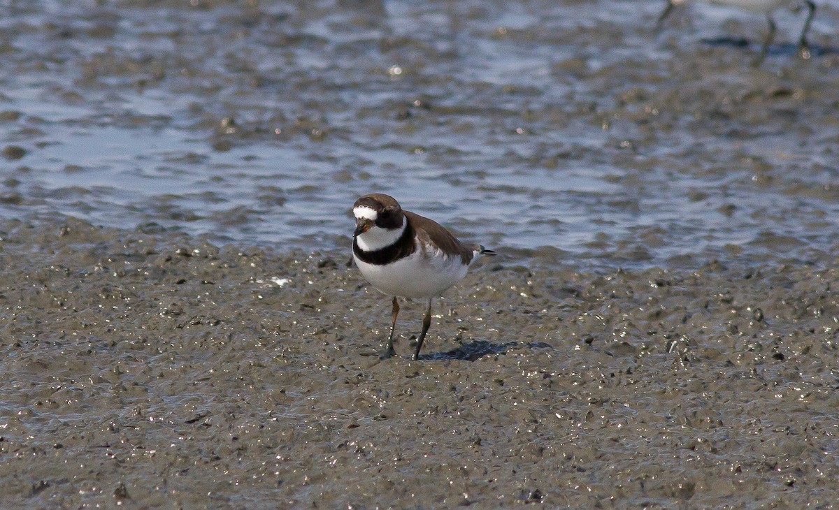 Semipalmated Plover - ML59608871