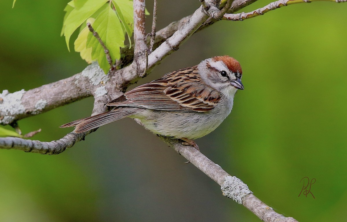 Chipping Sparrow - ML59608911