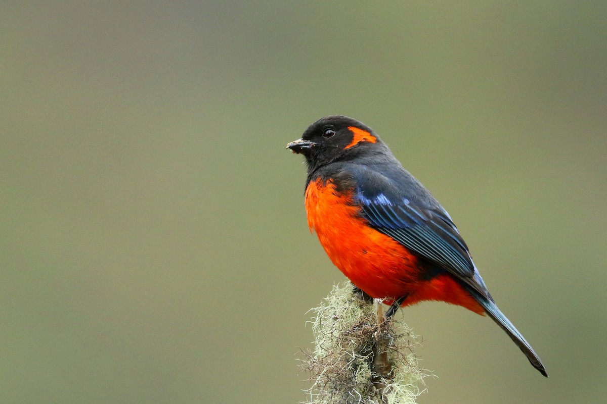 Scarlet-bellied Mountain Tanager - ML596089931