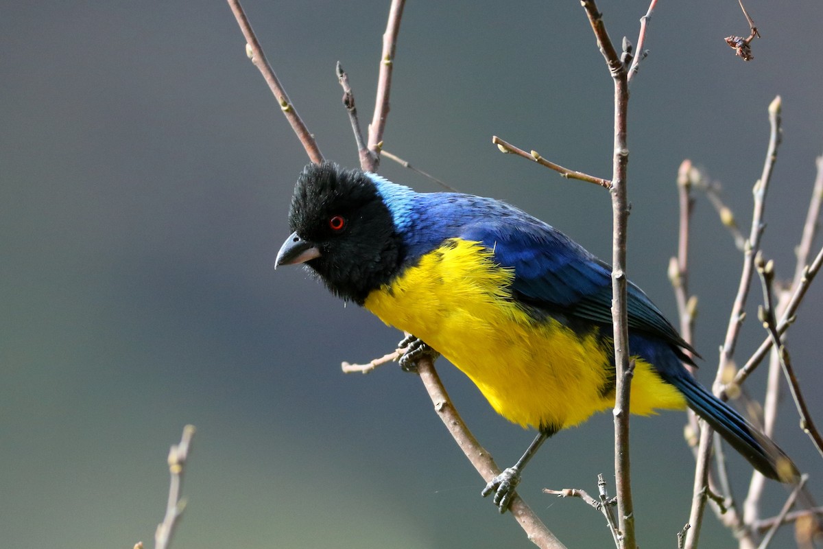 Hooded Mountain Tanager - ML596091351