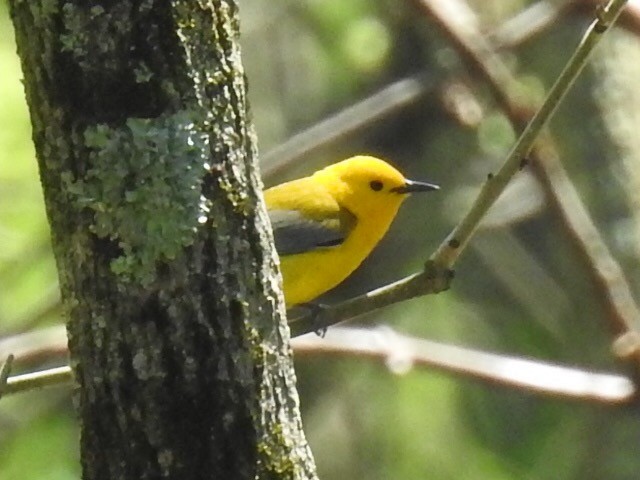 Prothonotary Warbler - ML59609221