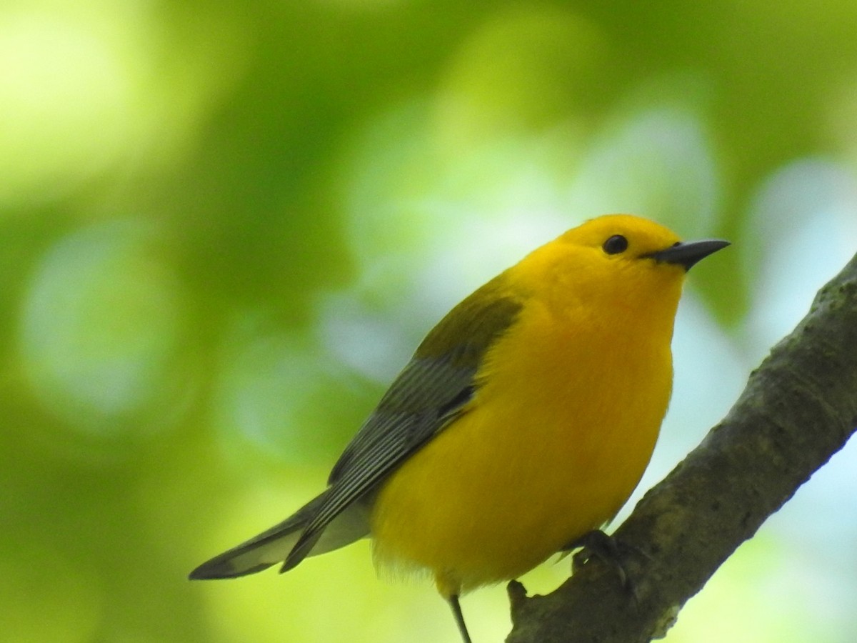 Prothonotary Warbler - ML59609241
