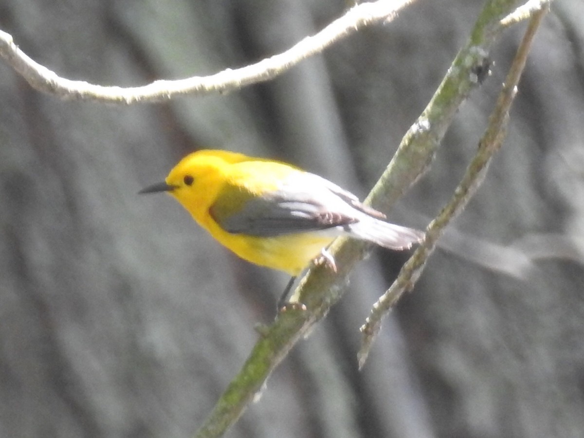 Prothonotary Warbler - ML59609251