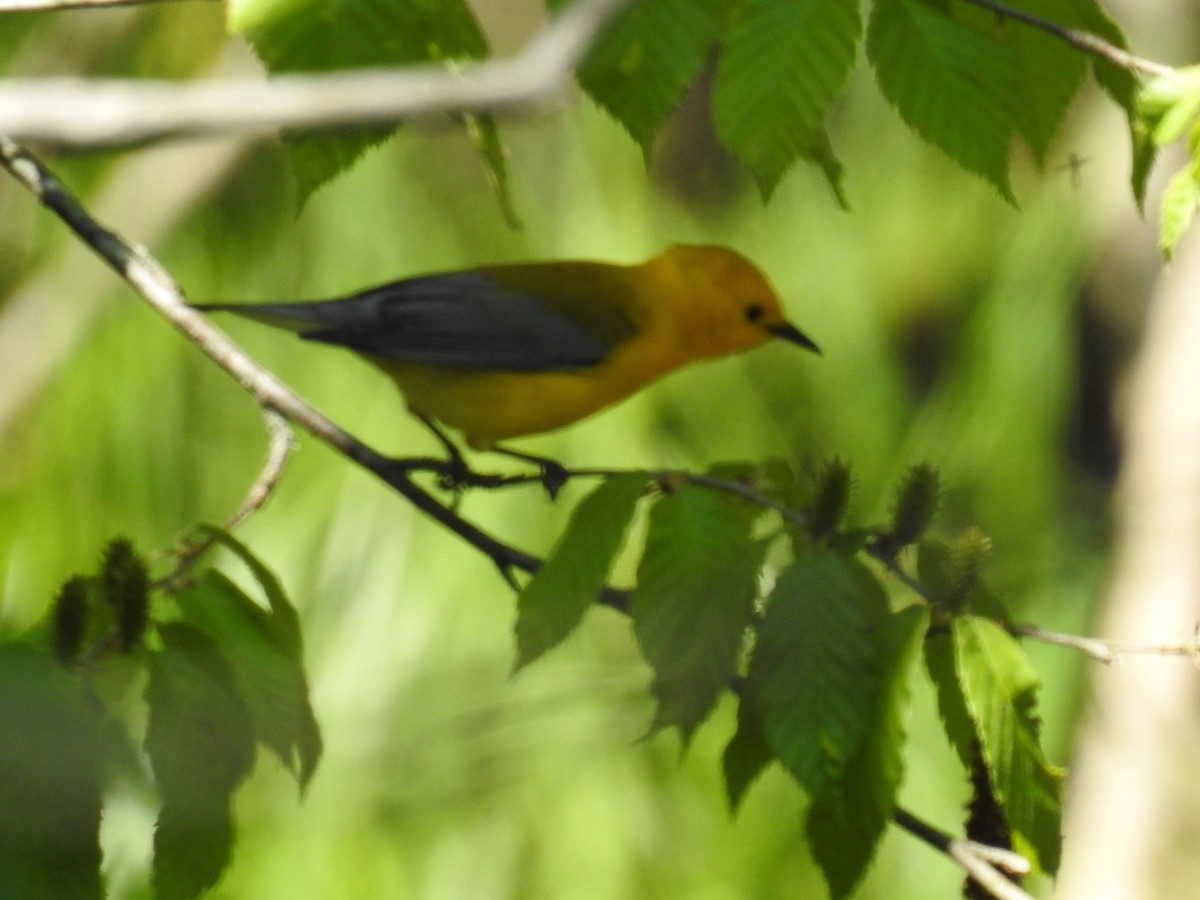 Prothonotary Warbler - ML59609261