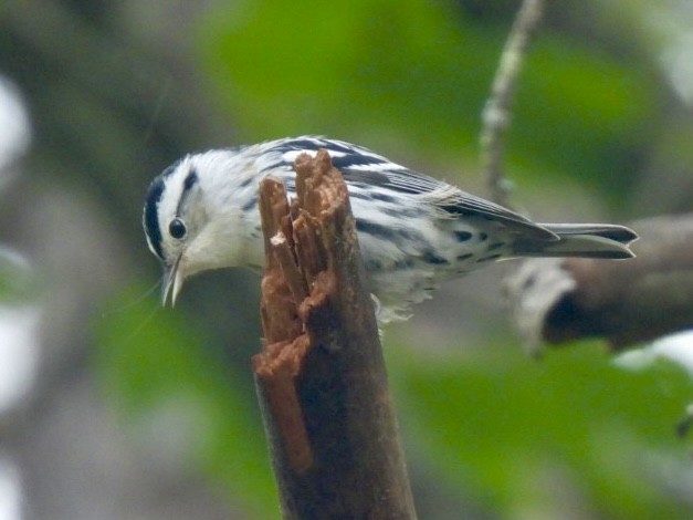 Black-and-white Warbler - ML596092841