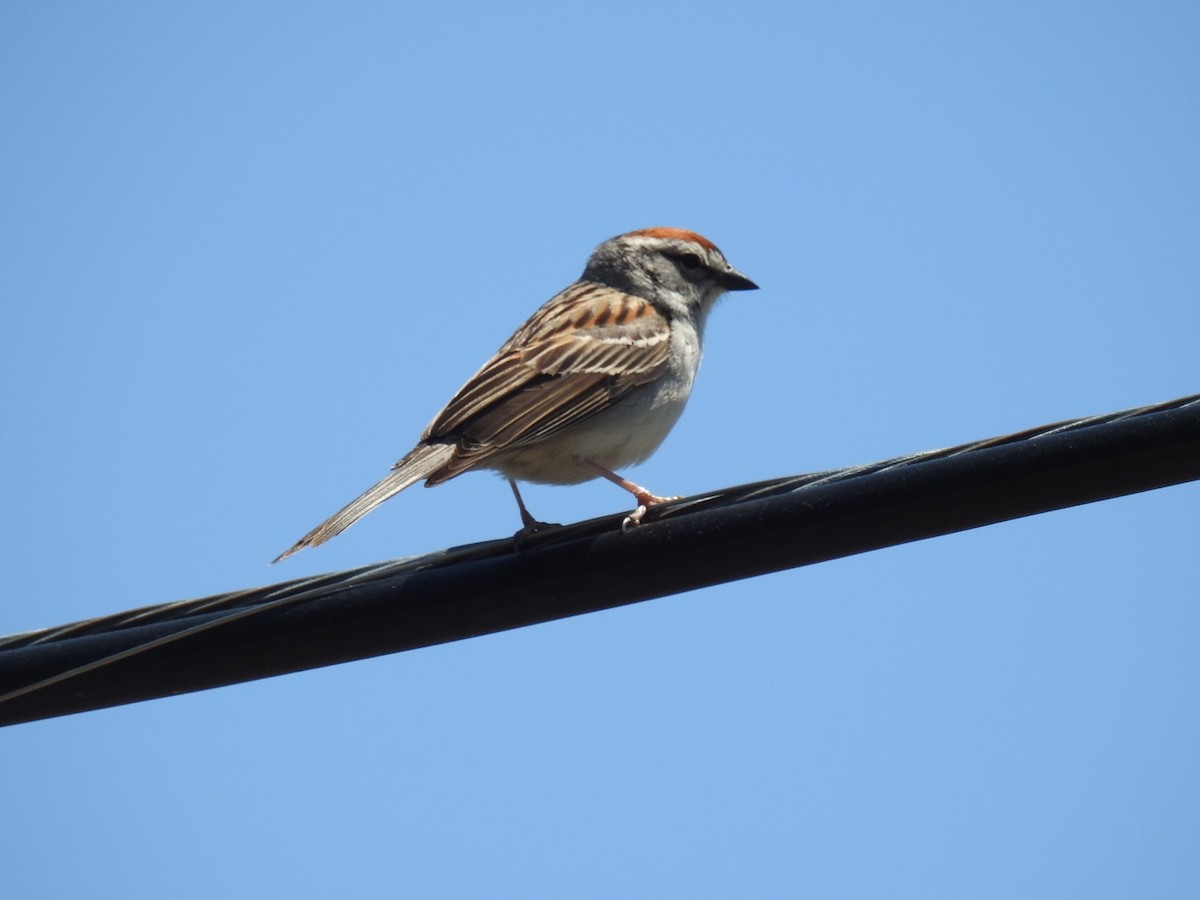 Chipping Sparrow - ML59609571