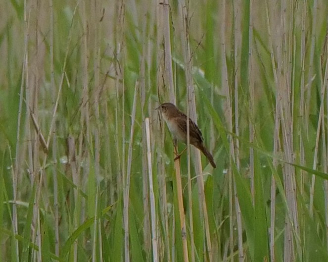 Marsh Grassbird - ML596095771