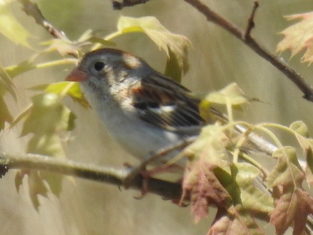 Field Sparrow - ML59609681