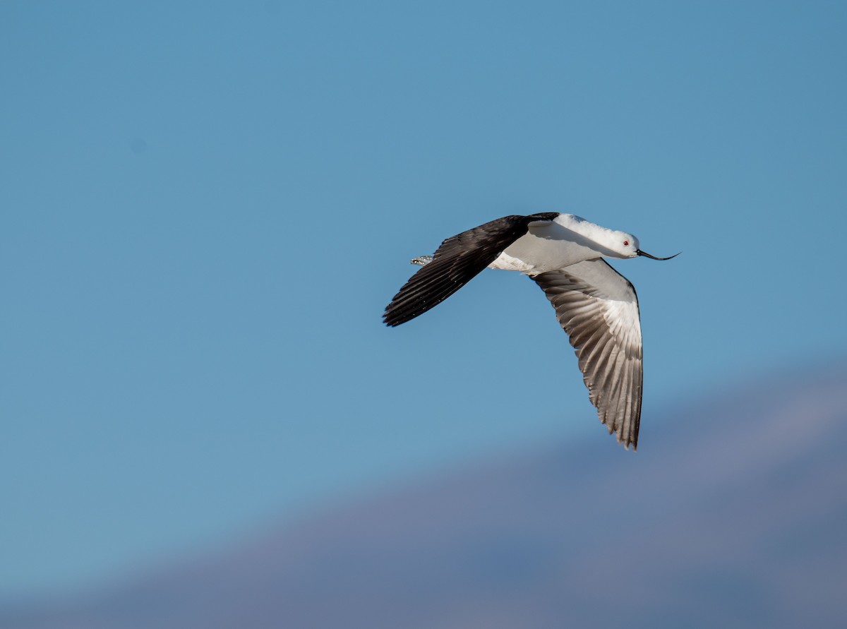 Andean Avocet - Esteban Villanueva (Aves Libres Chile)