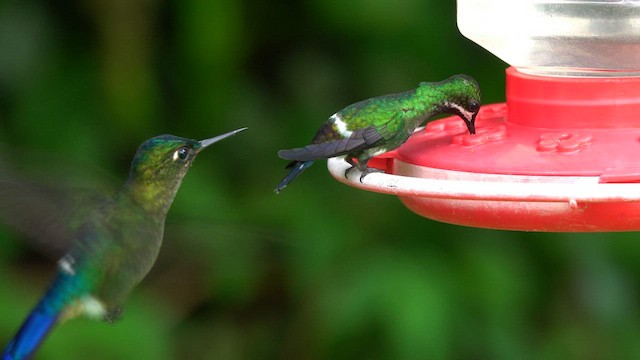 Violet-tailed Sylph - ML596098891