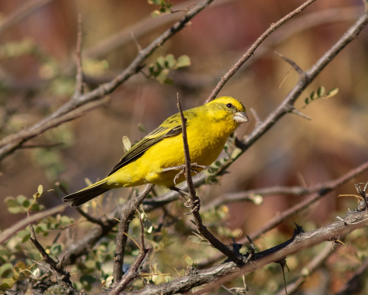 Yellow Canary - ML596099461