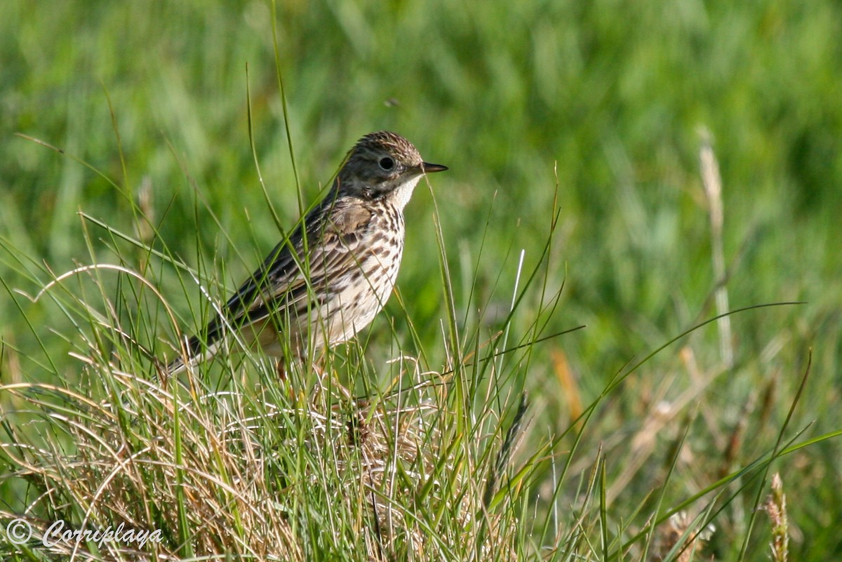 Meadow Pipit - ML596101651