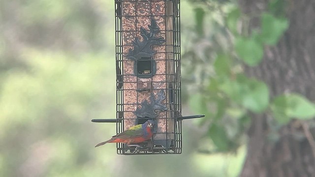 Painted Bunting - ML596101951