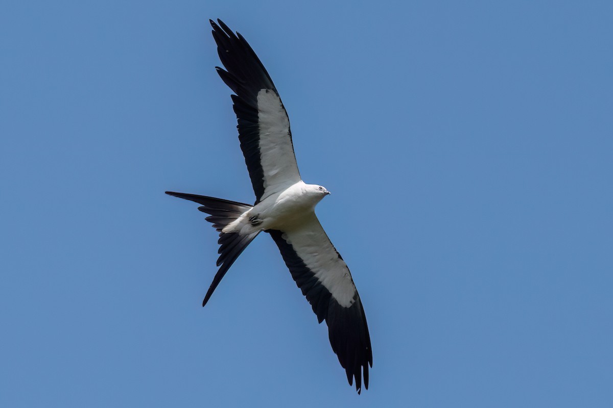 Swallow-tailed Kite - ML596103671
