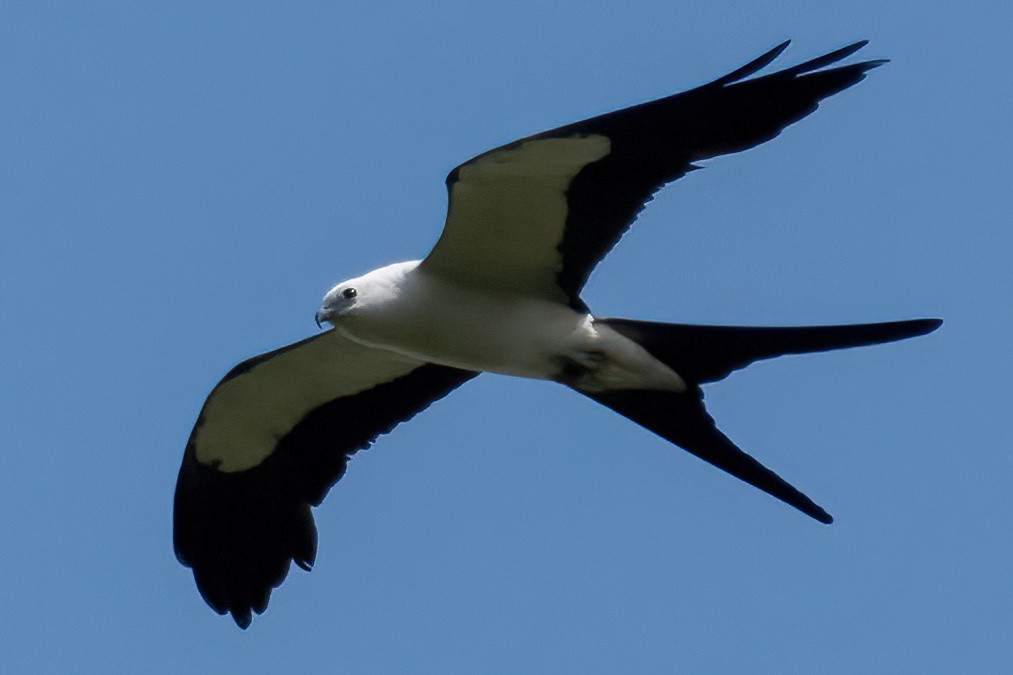 Swallow-tailed Kite - ML596103761