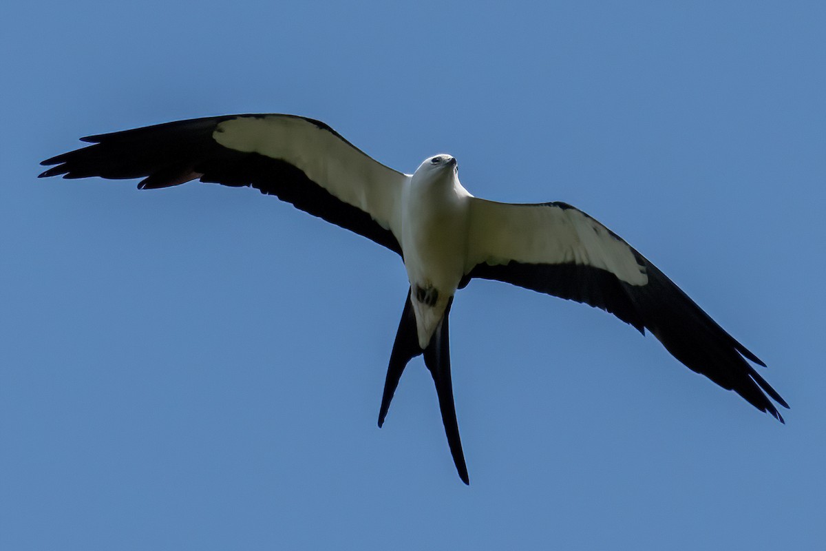 Swallow-tailed Kite - ML596103801