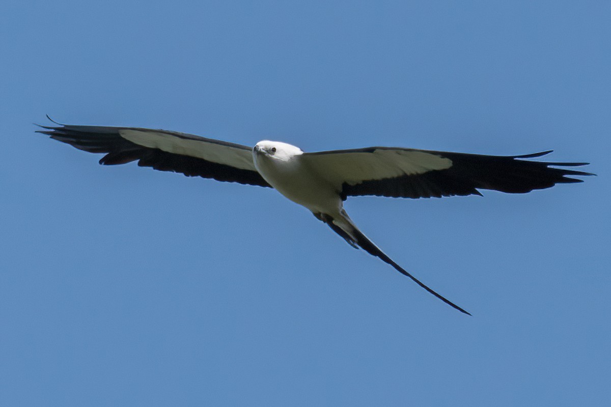 Swallow-tailed Kite - ML596103821