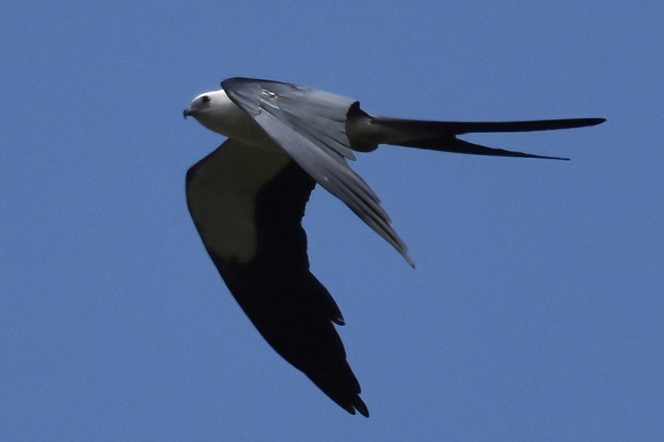 Swallow-tailed Kite - ML596103861