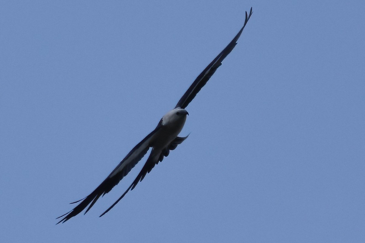 Swallow-tailed Kite - ML596103871