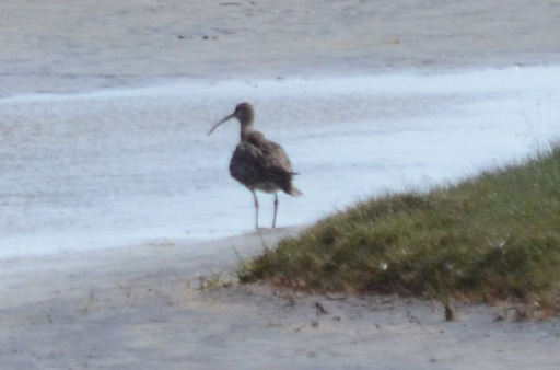 Eurasian Curlew - Holly Miller