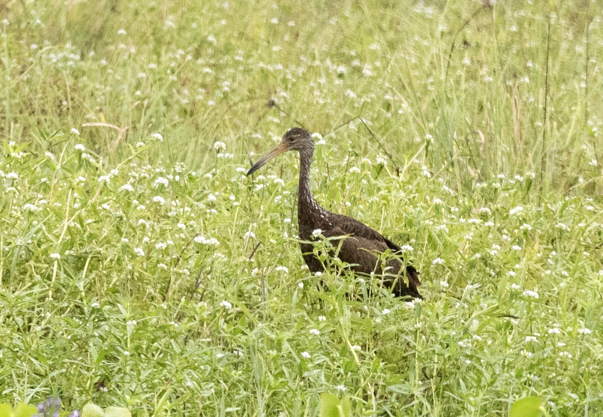 Limpkin (Brown-backed) - ML596104551