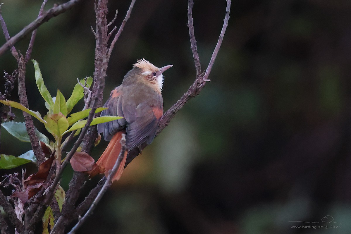 Creamy-crested Spinetail - ML596104991