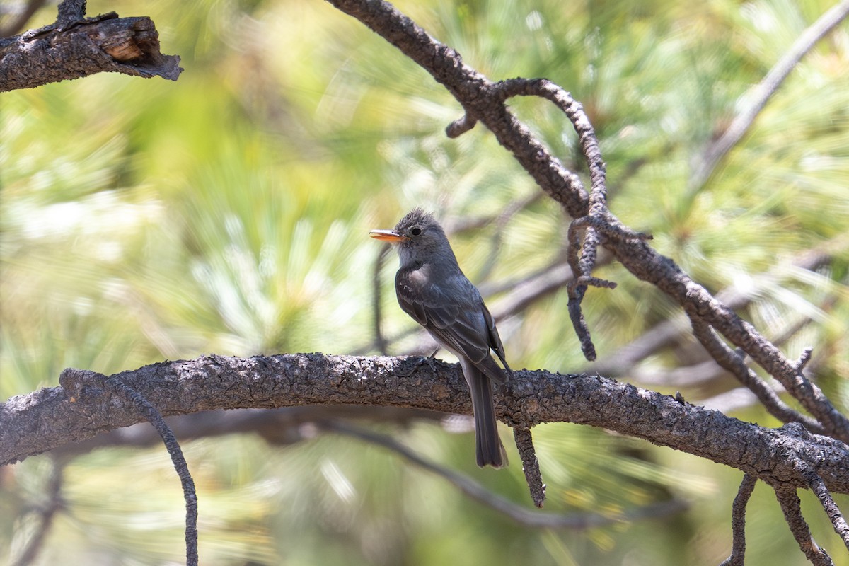 Greater Pewee - ML596108981