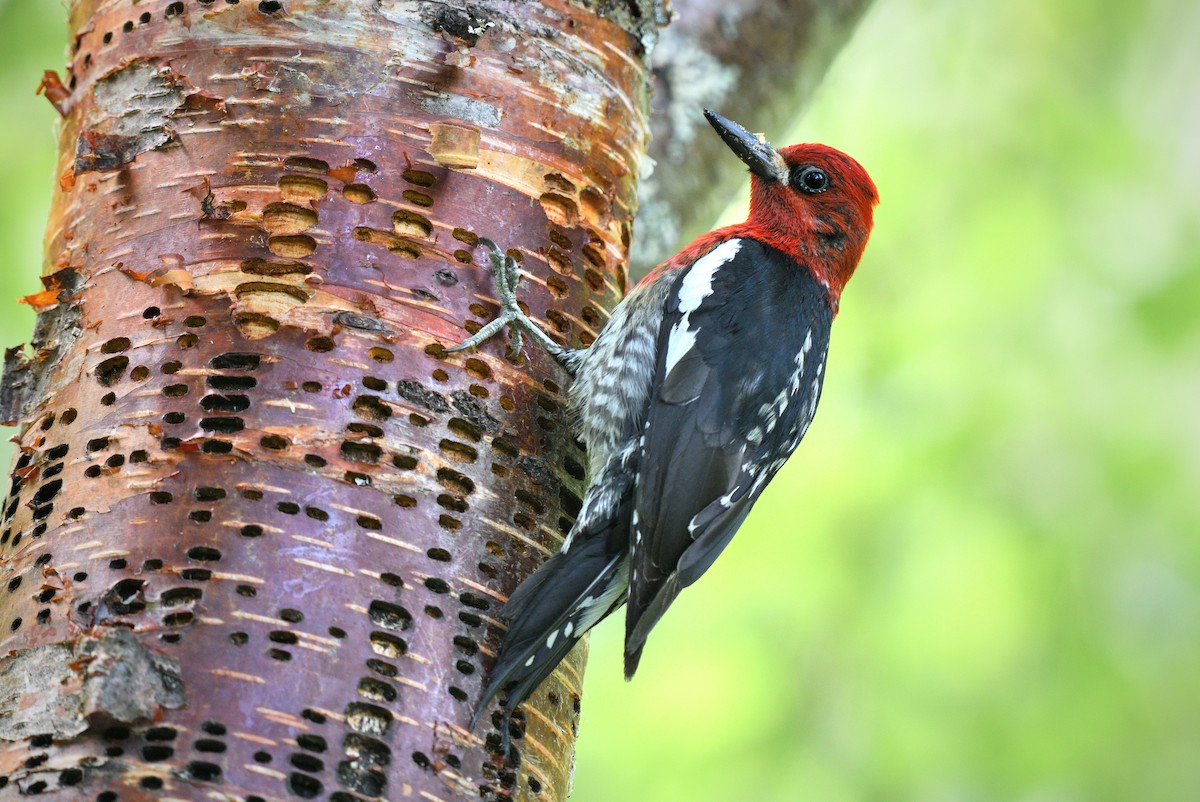 Red-breasted Sapsucker - ML596110071
