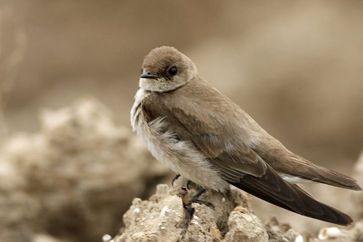Northern Rough-winged Swallow - Angela  Lleras