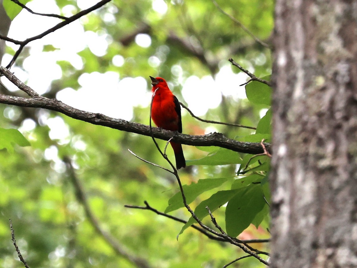 Scarlet Tanager - ML596120161